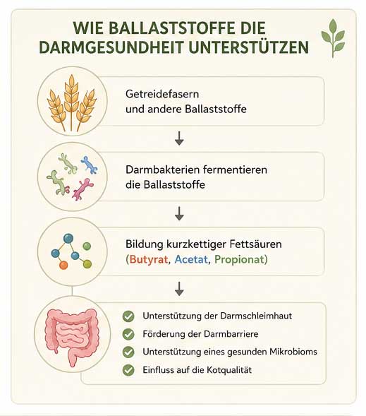 Grafik Darmgesundheit