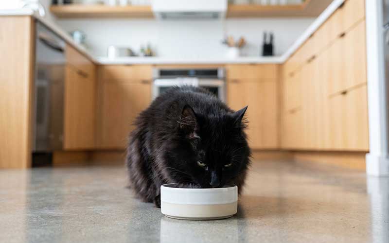 Getreide im Katzenfutter